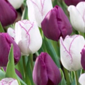 Meet your Posher, Ronna